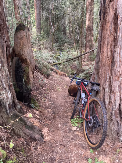 A Whippet in the redwoods