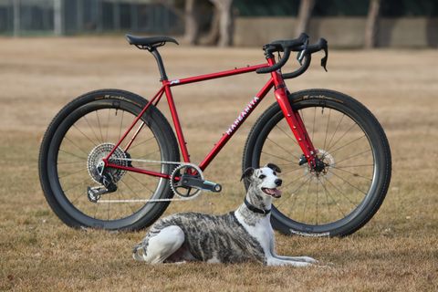 Beasley the whippet poses in front of a Manzanita Whippet